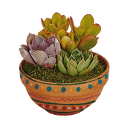 Prettiest Pots